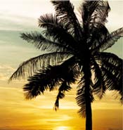 Palm tree against sunset